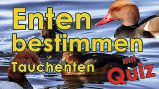 Tauchenten bestimmen - Jägerprüfung (Enten - Federwild IV)