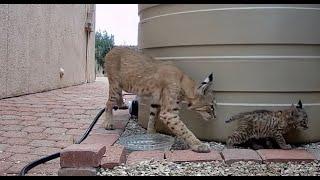 Chapter 2: Bobcat Kittens Emerge: May 3 - May 20, 2024