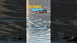 수달 가족 등장 | 전주 덕진공원 | 덕진 호수에 수달 서식 | 한국정책방송원 | KTV