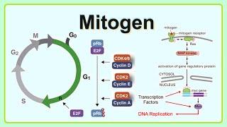 mitogen