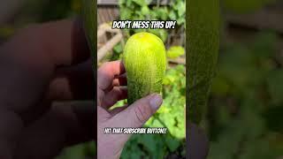 How to grow really good cucumbers!#organicgardening #growityourself #diygardening #growyourown