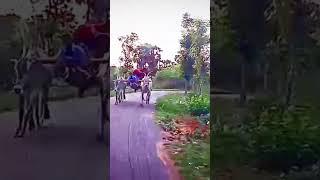 chowduvada jagadeesh bull's @Jo creations 8778
