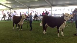 Grand Champion Hereford Female