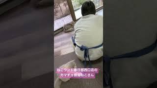 【カマチョ猫】 #ペット #猫 #子猫 #ねこ #cat #スコティッシュフォールド #猫動画 #サイベリアン