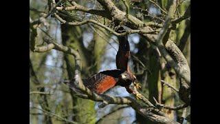 Harris' Hawk Partridge Flight