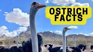 All About Ostriches For Children - Ostrich Facts for Kids 2023