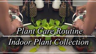 Indoor Plant Collection (Part 1) I Plant Care Routine I JerseyWifeJerseyLife