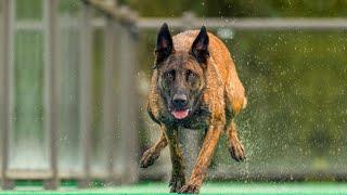 The Power of Belgian Malinois - An Amazing Athlete!