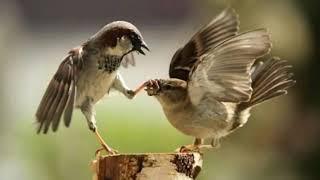 Sonido de aves