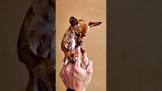 Cute Small Dog on the finger #Dog #toydog