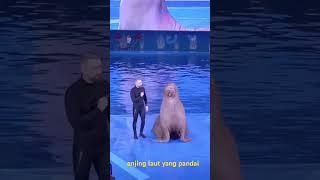 anjing laut ini sungguh luar biasa  #anjingLaut #videoShort