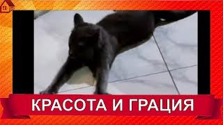 Кошка Тучка - красота и грация / СМЕШНЫЕ КОШКИ 2022 / ЛУЧШИЕ ШУТКИ О КОШКАХ #SHORTS