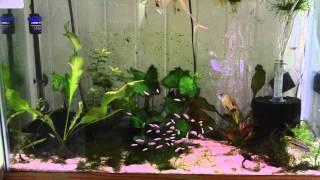 Show Betta Fishroom Tour