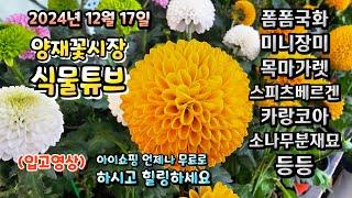 양재꽃시장 식물튜브 2024년 12월 17일 입고영상 시청 하시면서 힐링타임 갖으세요~ #양재꽃시장 #식물튜브 #월동 #관엽 #식물아빠