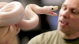 SNAKE BITE WHILE VISITING AN AMAZING BOA CONSTRICTOR COLLECTION!! JEREMY STONE!!  | BRIAN BARCZYK