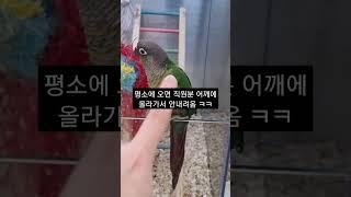 대형마트에서 분양하는 앵무새 종류! #앵무새