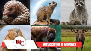 6 Interesting Animals, That Will Blow Your Mind!  #mammals #topanimals