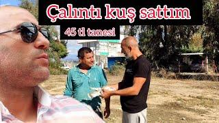 Çalıntı GUVERCİN sattım Tane 45 e