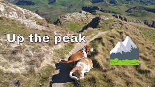 Mountain Climbing Basset Hounds