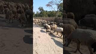 shepherd and sheep's #travel #tree #animals #villagelife #views #wilderness #youtubevideos #fyp