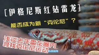 伊格尼斯红钻雷龙！能否国内下一个“克伦尼翠玉橙斑”？浅谈去年大家轰轰烈烈的寻找克伦尼运动！