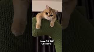Большая игрушка для кошки с Вб  Артикул в профиле #находкасвб #вайлдберризпокупки