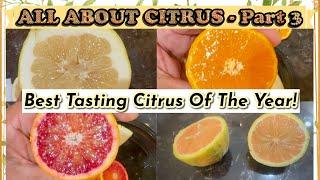 Best Citrus Taste Test! Blood Orange, Oro Blanco Grapefruit, Gold Nugget Mandarin & Tangelo