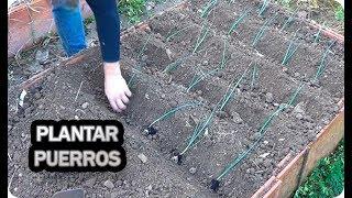 Como Y Cuando Plantar Puerros En El Huerto || La Huertina De Toni