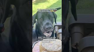 Max is a rabid animal???? And Callie slimes Maya  #dogfood #dogshorts #asmr