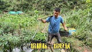 洪水过后，雨锅抢修排水沟排水，还和老妈摘到3筐的辣椒