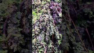 moss lovers #short #shorts #shortvideo #nature #rain #beautifulplace #strangerthings #steam #top