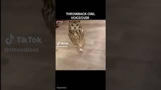 CURIOUS OWL VOICEOVER!! 