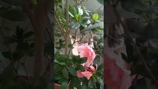 My kitchen garden #AllinOne #shorts #trending #viralvideo #flowers #kitchengarden