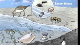 Marine Ecosystems