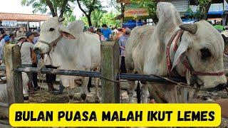 Pertama Puasa Pasaran Malah Lemes|Harga Sapi PO Di Pasar Kebumen Terbaru