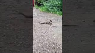 nevle aur saap ki ladai#fight between snake  and mongoose #naav aur saap me kaun jitega