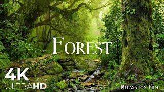 Forest 4K   Relaxation Film with Peaceful Music - Ambient Soundscapes - Nature Ultra HD