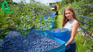 BILLIONS of Pounds of BLUEBERRIES Are Harvested and Processed