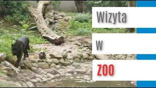 UWAGA PANTERA !!! Czyli z wizytą w ZOO w Warszawie