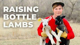 Raising Bottle Lambs on Three Acre Homestead: Bluefaced Leicester and Texel Cross Sheep