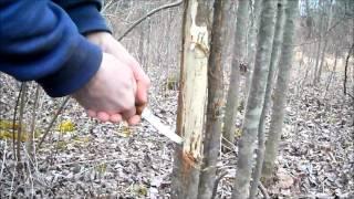 Repairing Damaged Tree Bark