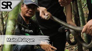 SR : Maite Ramah Rulngan Kan Man | ZoHerps