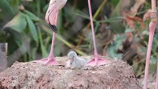 Adorable Greater Flamingo Chick at the Phoenix Zoo