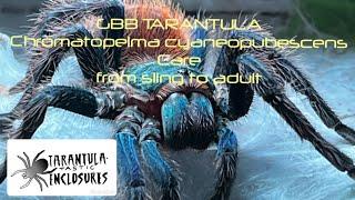 GBB tarantula Chromatopelma cyaneopubescens care from sling to adults