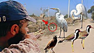 SLINGSHOT HUNTING Birds Egrets,Lapwing and Myna !