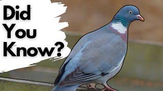 Things you need to know about WOOD PIGEONS!