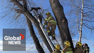 Squirrel-chasing dog defies gravity by climbing 50-foot tree in Alberta