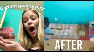 Setting up our guinea pig cage | Kendolly Sisters