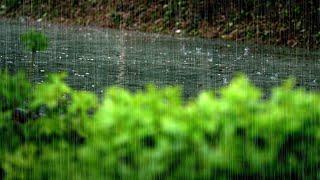 Rain on the Walking Path: Heartwarming Sound of Raindrops | ASMR