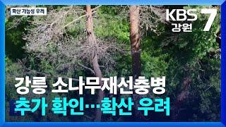 강릉 소나무재선충병 추가 확인…확산 우려 / KBS  2025.06.23.